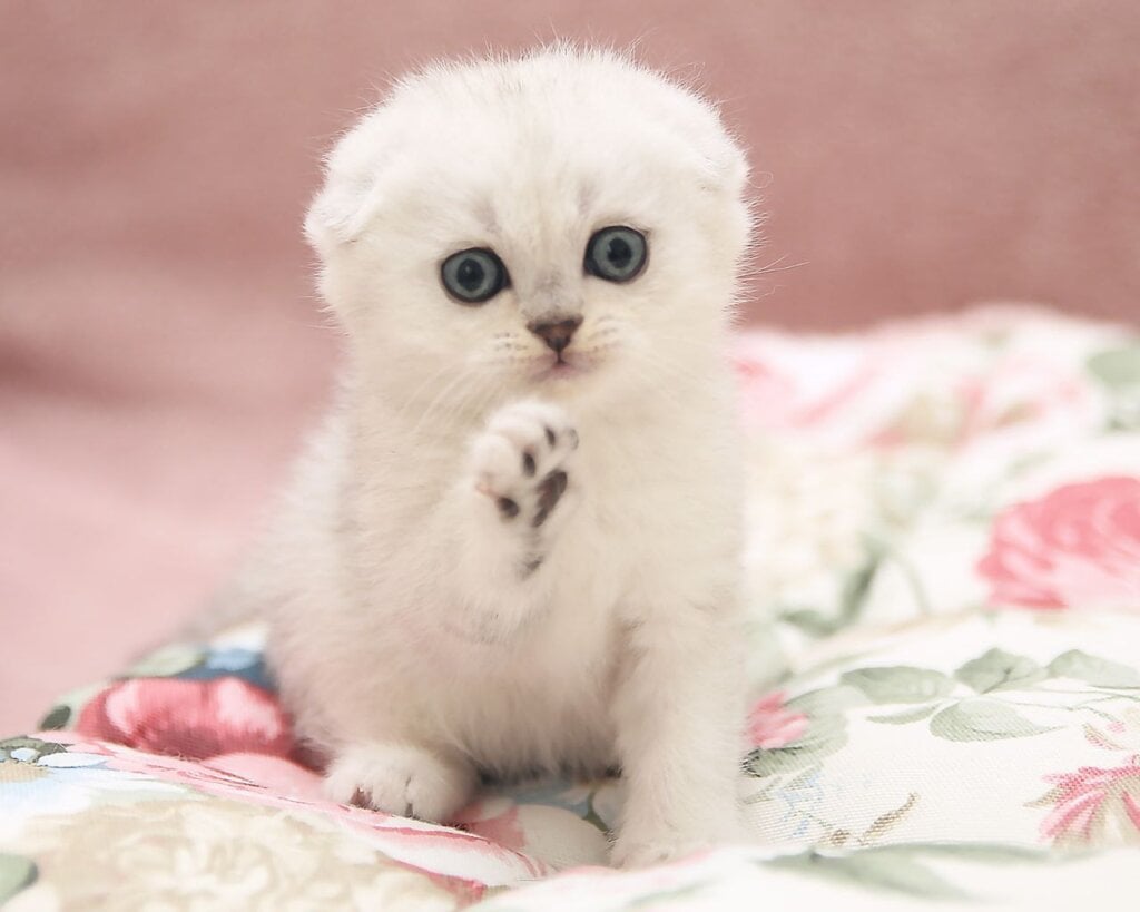 Dastin Scottish Fold Male (Available) $2900