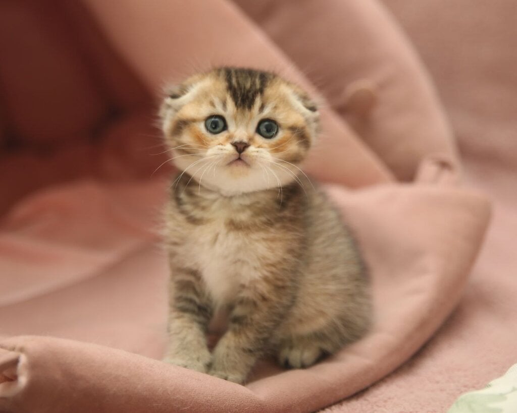 Deni Scottish Fold  Male (Available) $2800