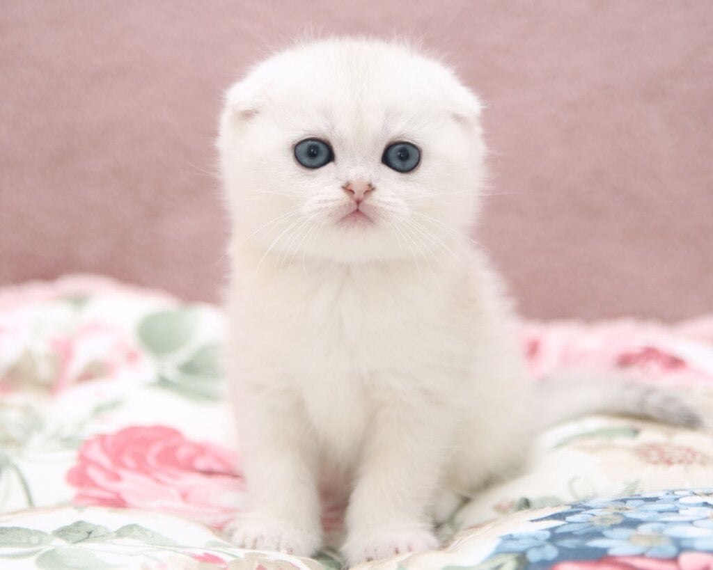Edman Scottish Fold Male (Available) $3000