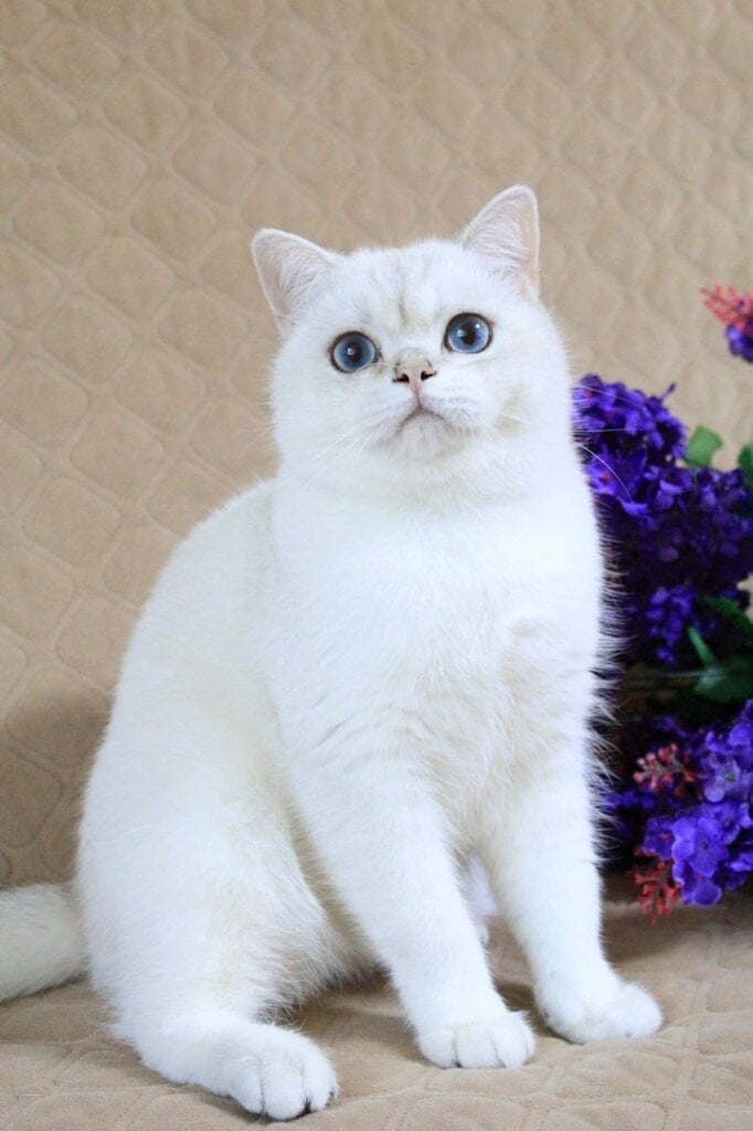 Toby British Shorthair Male (Available) $3200