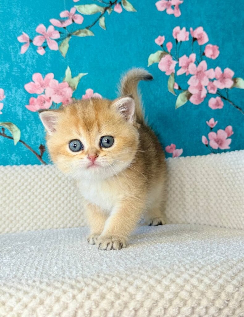 Thomas British Shorthair Male (Available) $2700