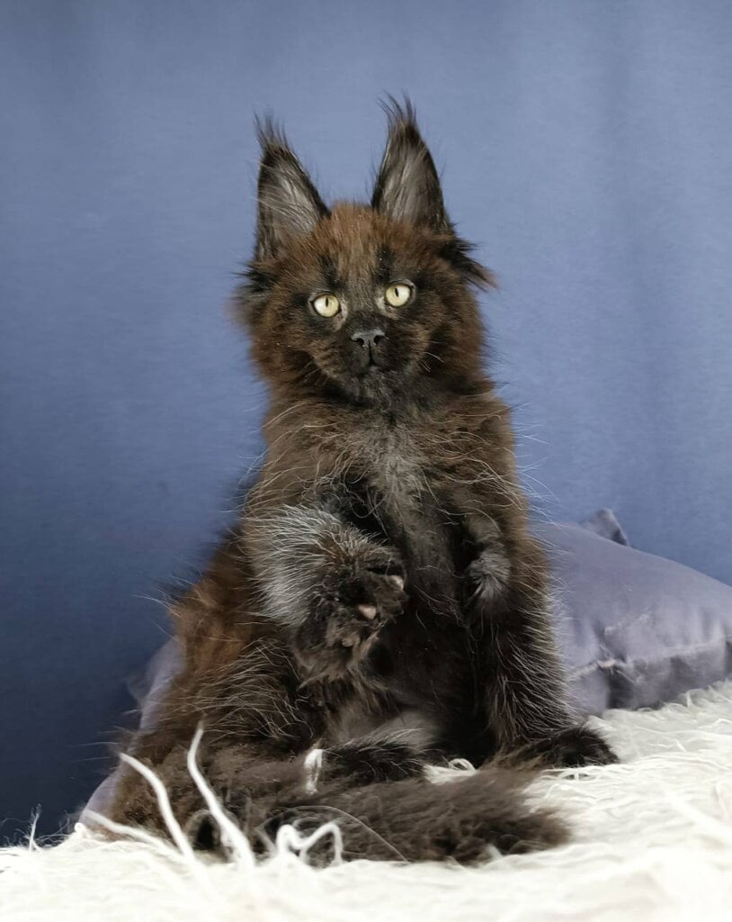 Yuppy Maine Coon Male (Available) $3150