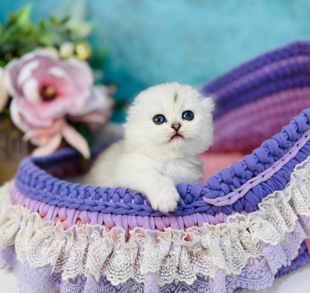 Mercedes Scottish Fold  Female (Available) $2950