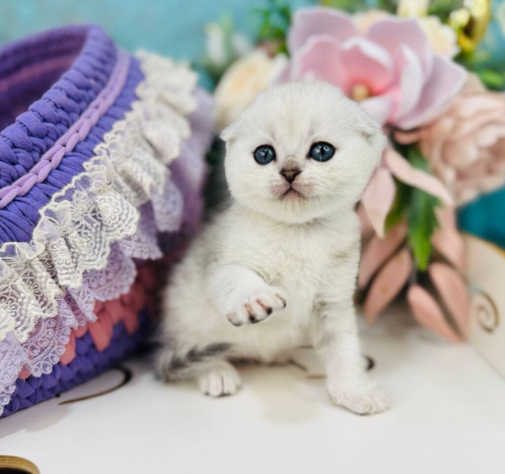 Merlin Scottish Fold Male (Available) $2950