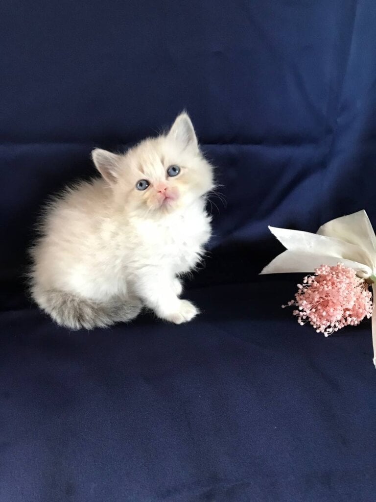 Daisy Neva Masquerade Female (Available) $2600