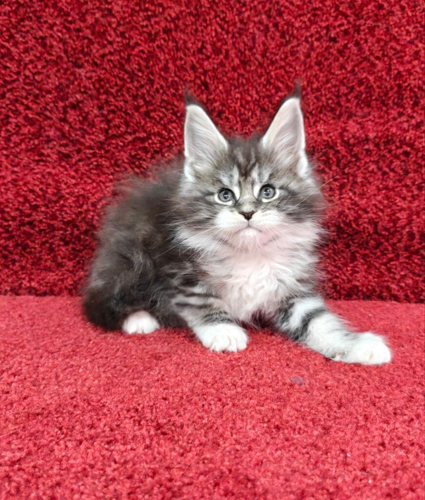 Rarest Maine Coon Colors: A Comprehensive Guide to Unique Variations
