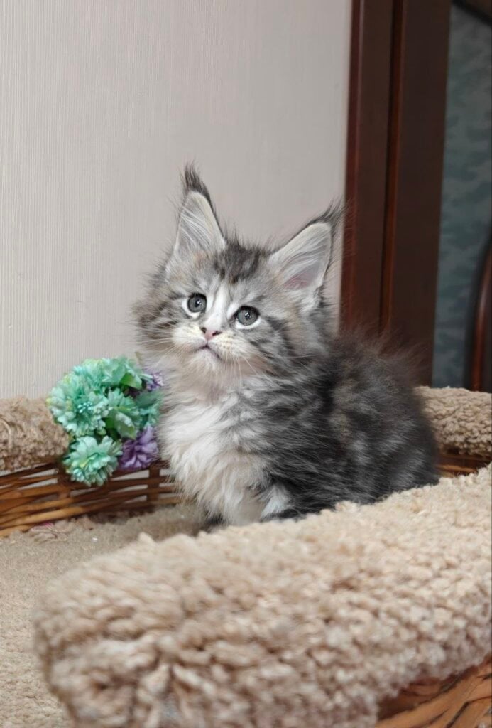 Amina Maine Coon  Female (Available) $3050