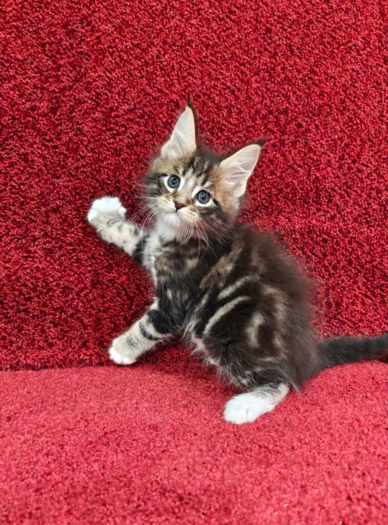 Alex Maine Coon Male (Available) $2950
