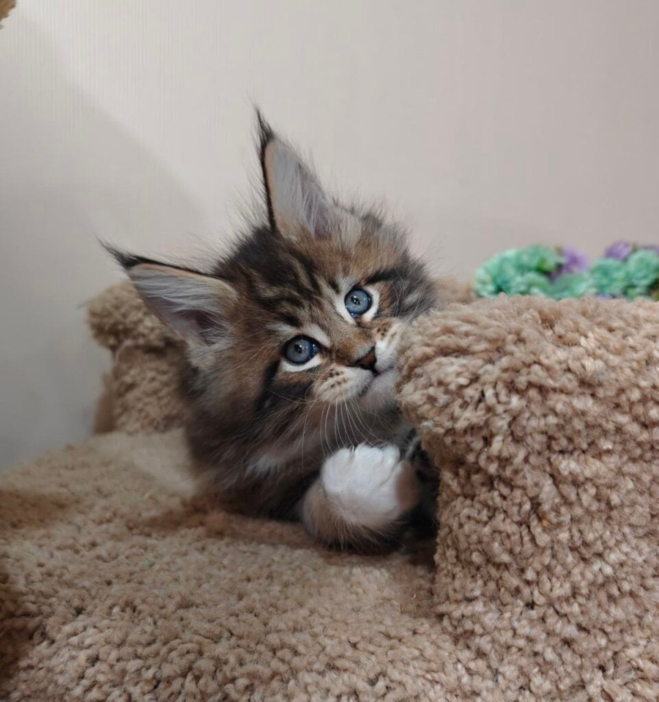 Arnold Maine Coon Male (Available) $3050