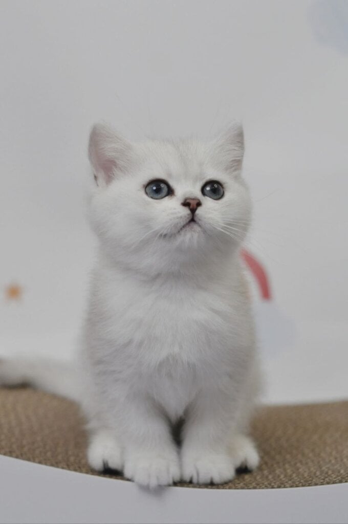 Blanca  British Shorthair Female (Available) $2700