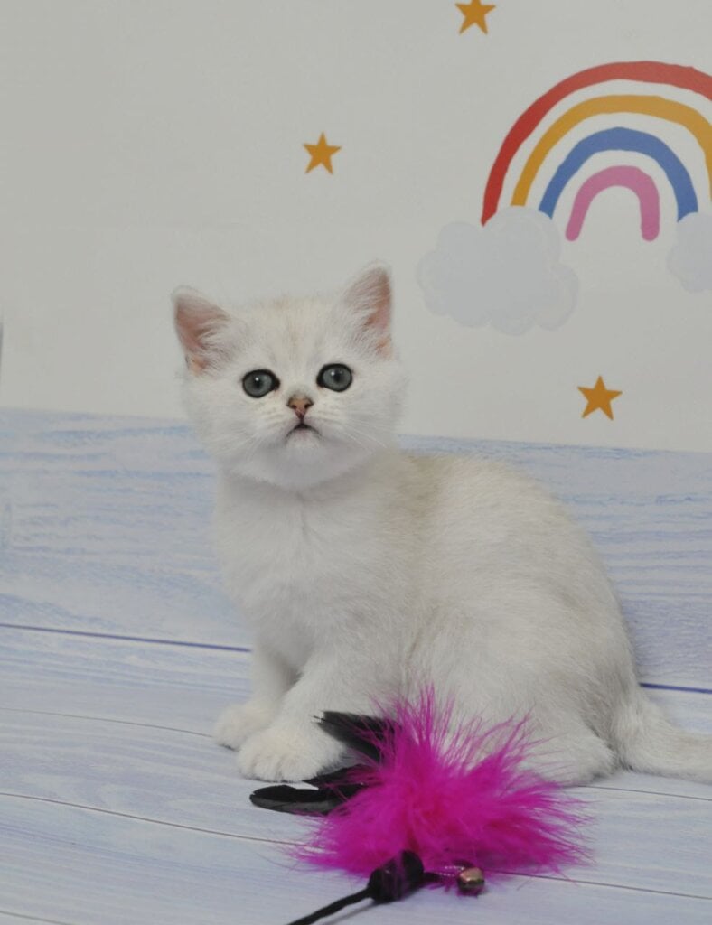Belle British Shorthair Female (Available) $2700