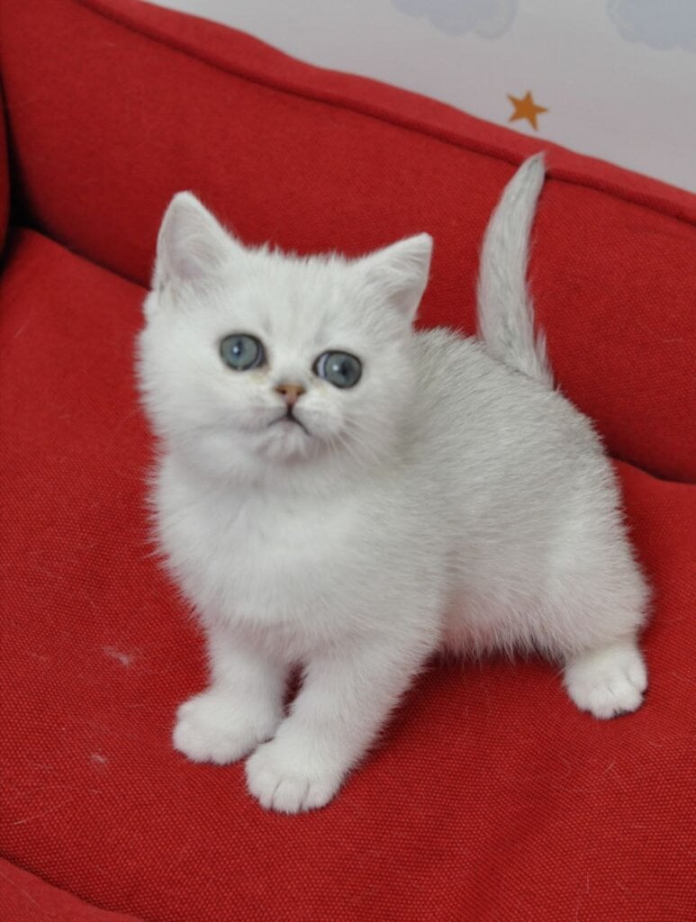 Barbie British Shorthair Female (Available) $2700
