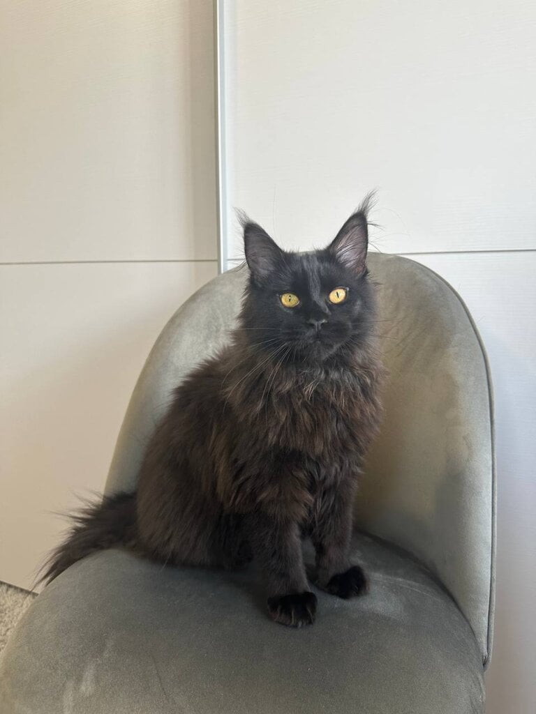 Hector Maine Coon Male (Available) $2900