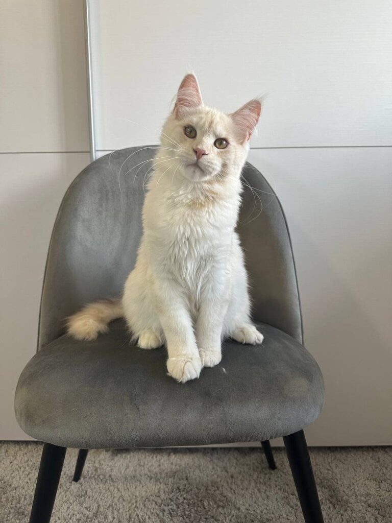 Glorian Maine Coon  Male (Available) $2900