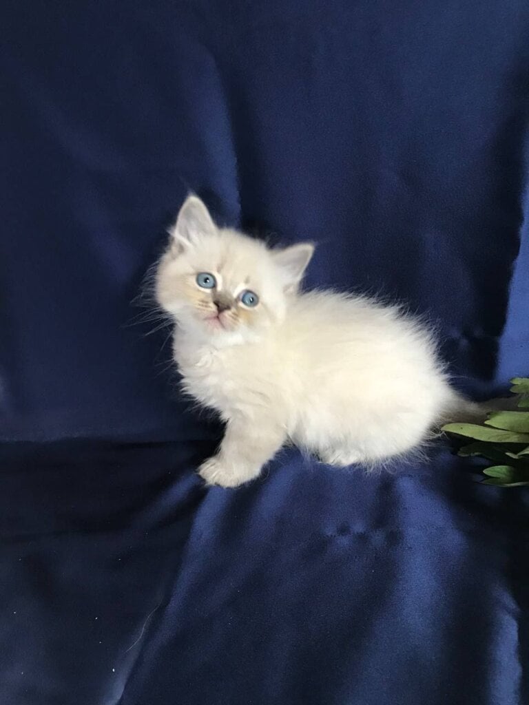 Davis Neva Masquerade Male (Available) $2600