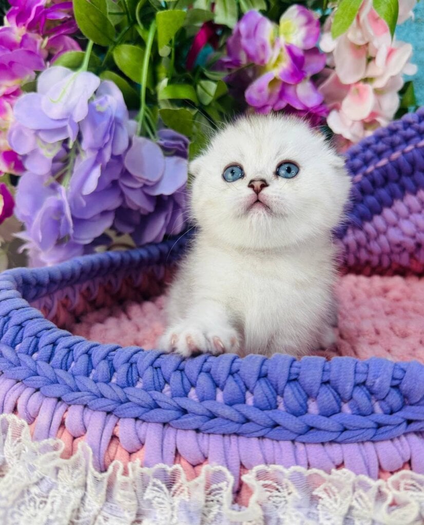 Michael Scottish Fold  Male (Available) $2950
