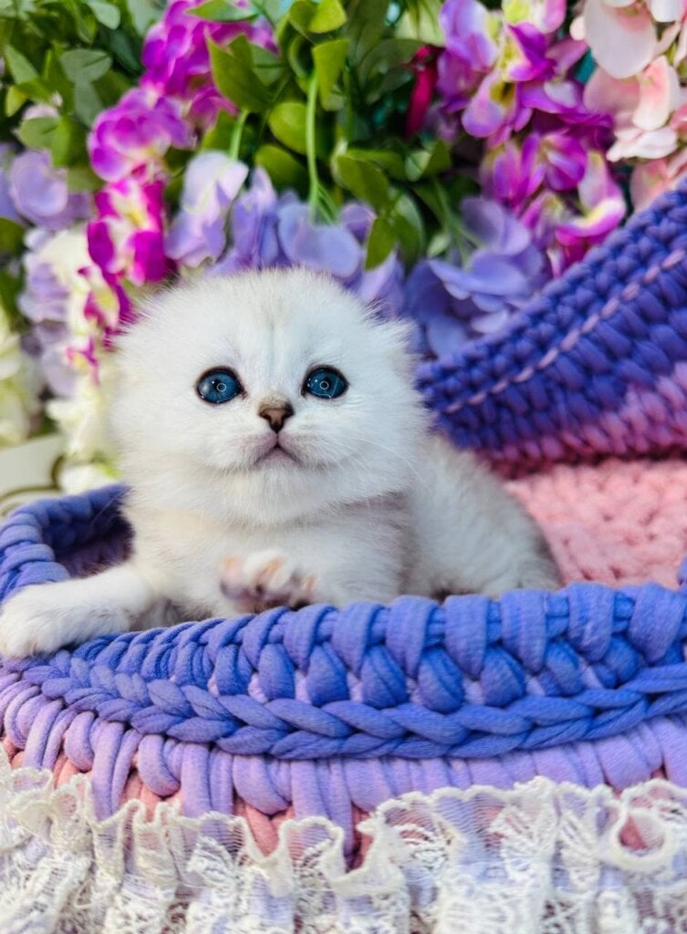 Mickey Scottish Fold Male (Available) $2950