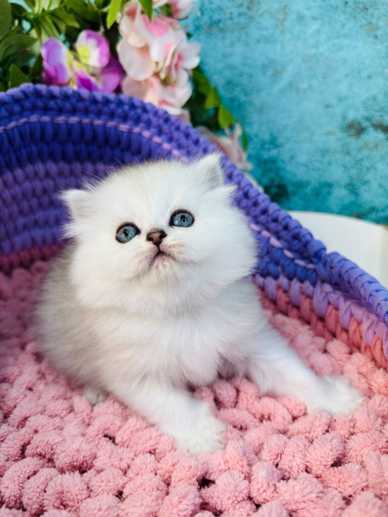 Mishel  Scottish Straight Female (Available) $2950