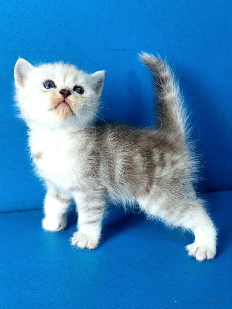 Jorge Scottish Straight Male (Available) $2650