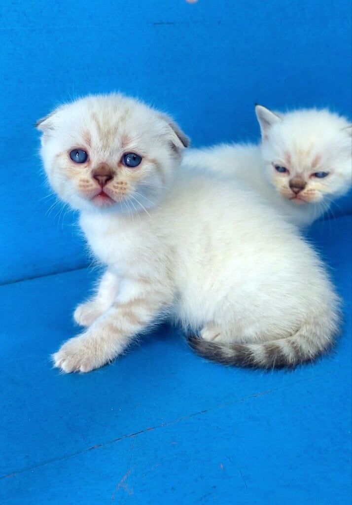 Ivar Scottish Fold Male (Available) $2750