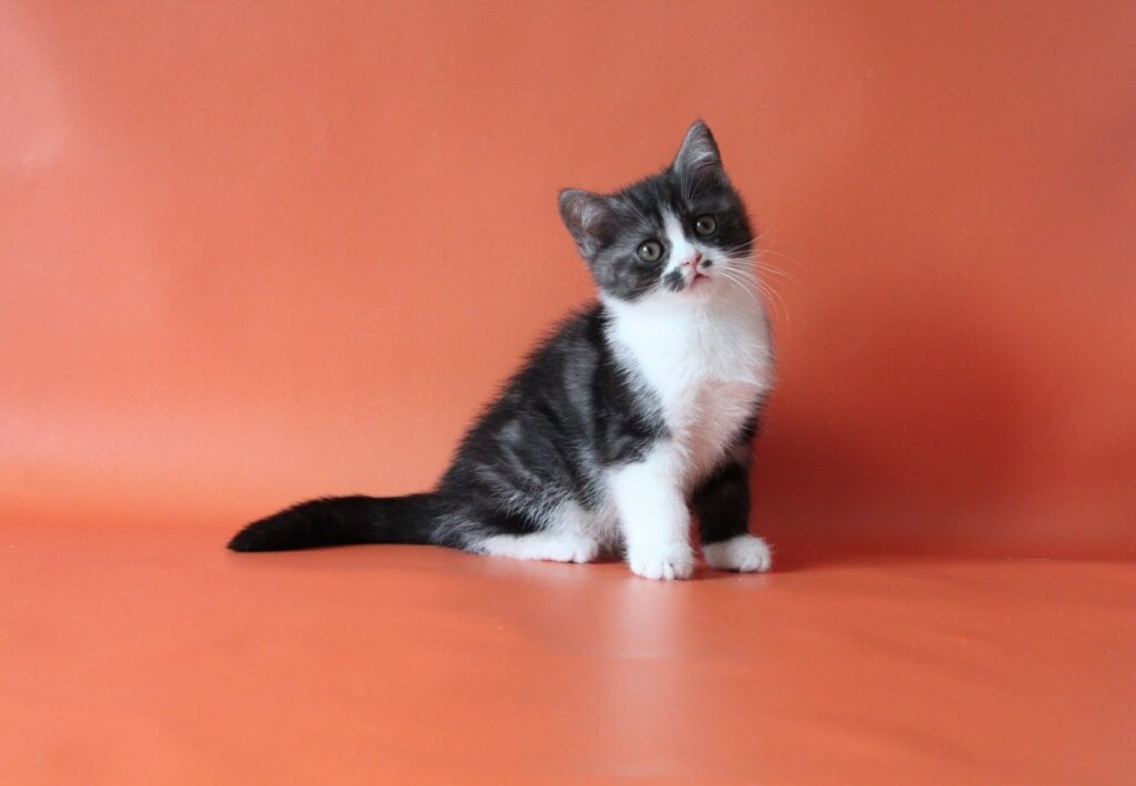 Paris Scottish Straight  Male (Available) $2600