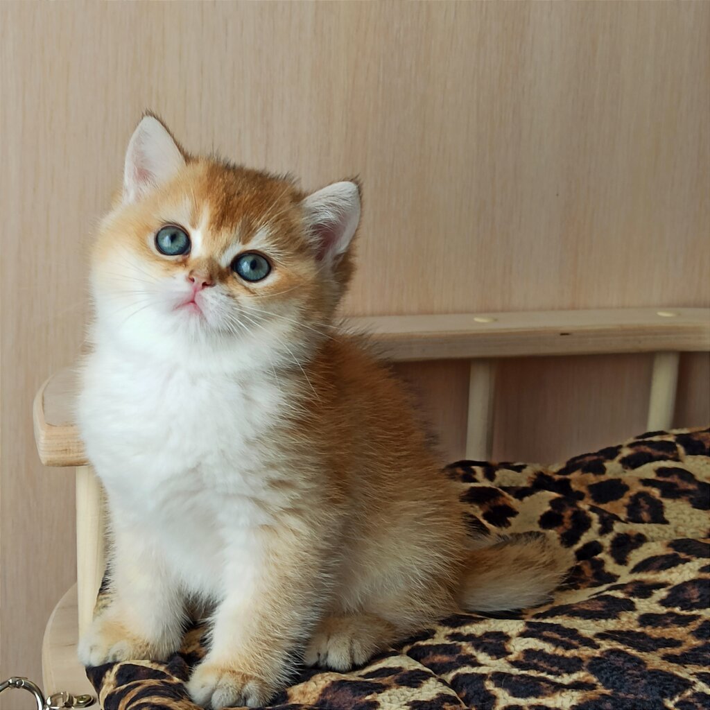 Alice British Shorthair Female (Available) $2800