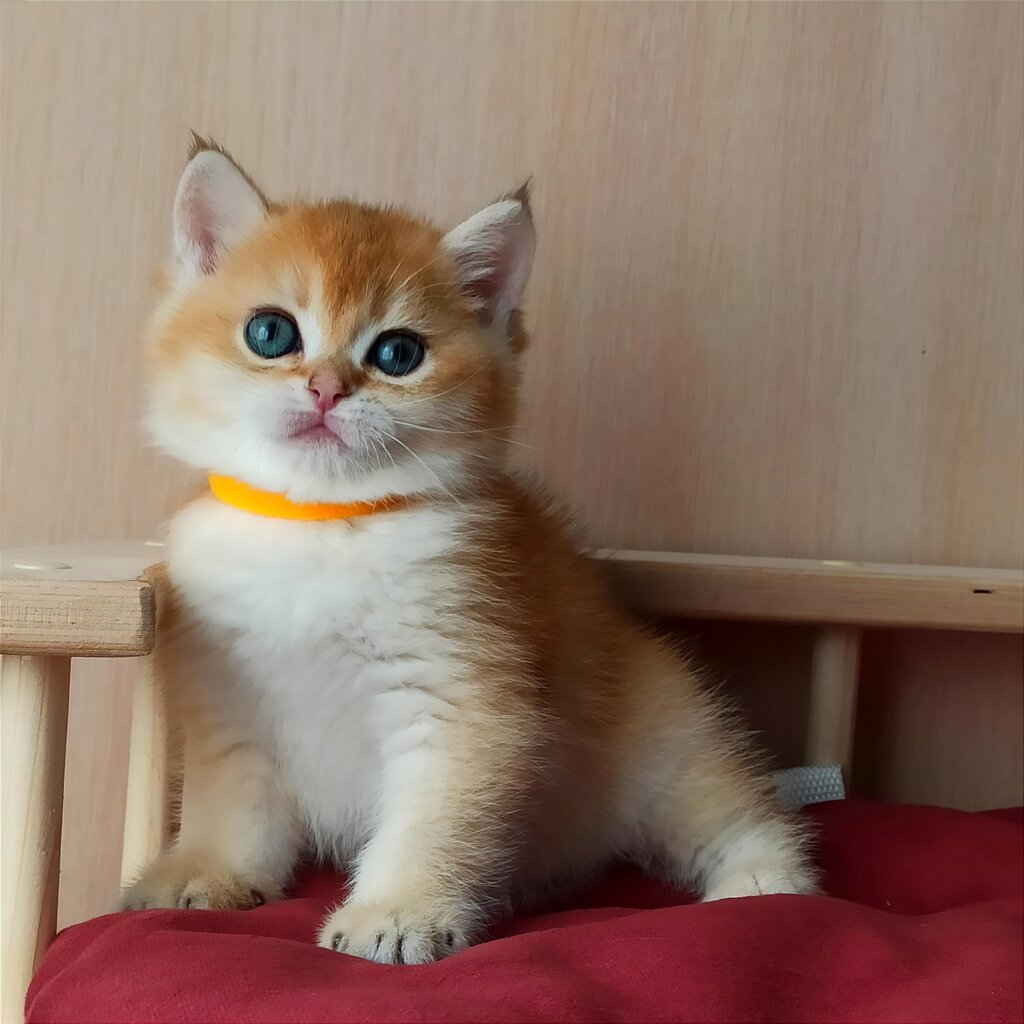 Alex British Shorthair Male (Available) $2750