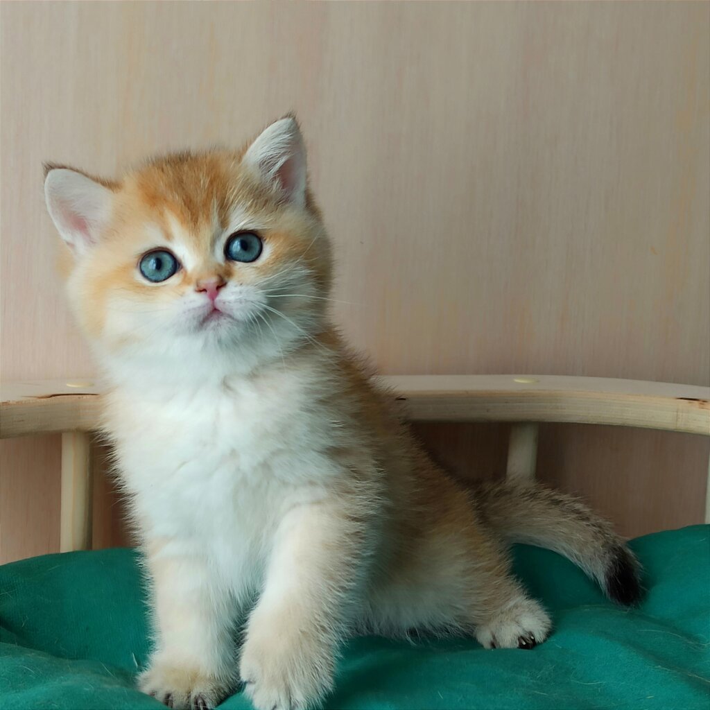 Alex British Shorthair Male (Available) $2750