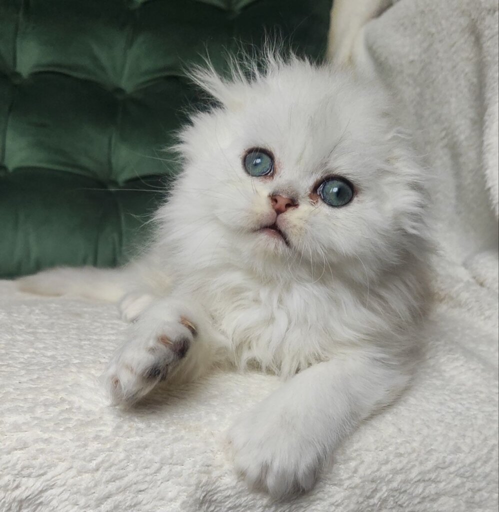 Luchik Scottish Fold Male (Available) $2600