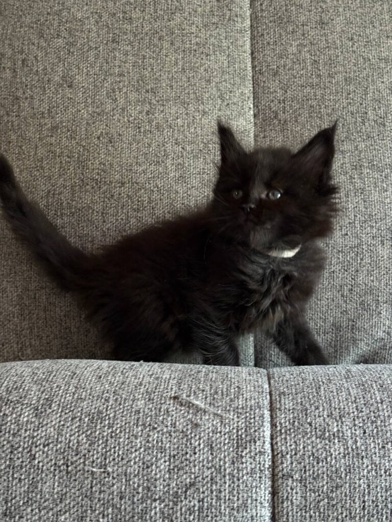 Jade  Maine Coon  Female (Available) $2800