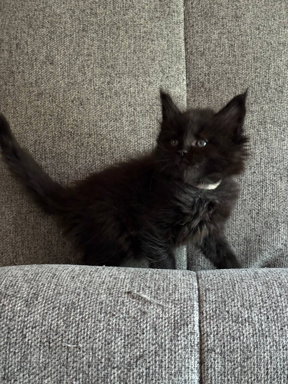 Jade  Maine Coon  Female (Available) $2800