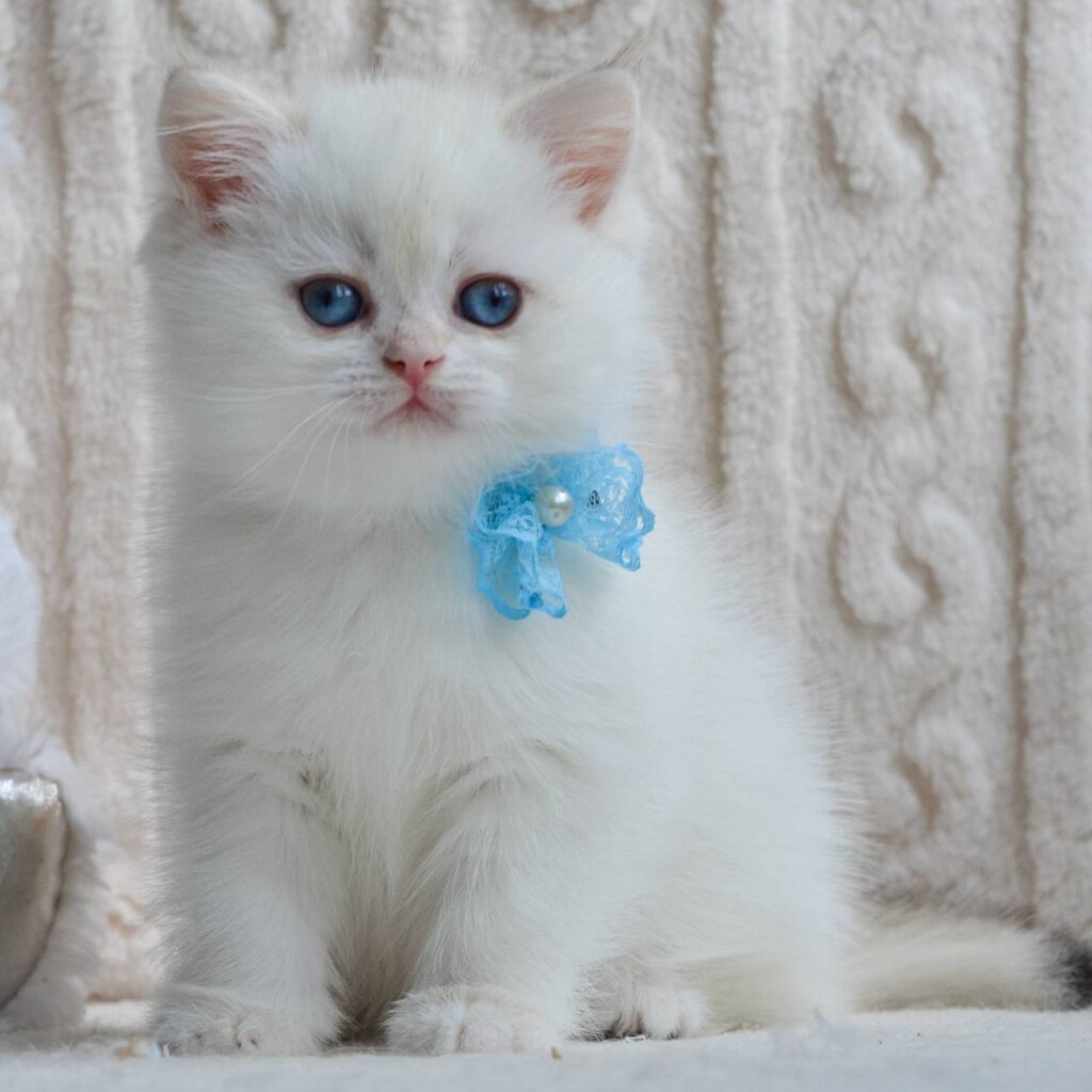 Zaya British Shorthair Female (Available) $2800