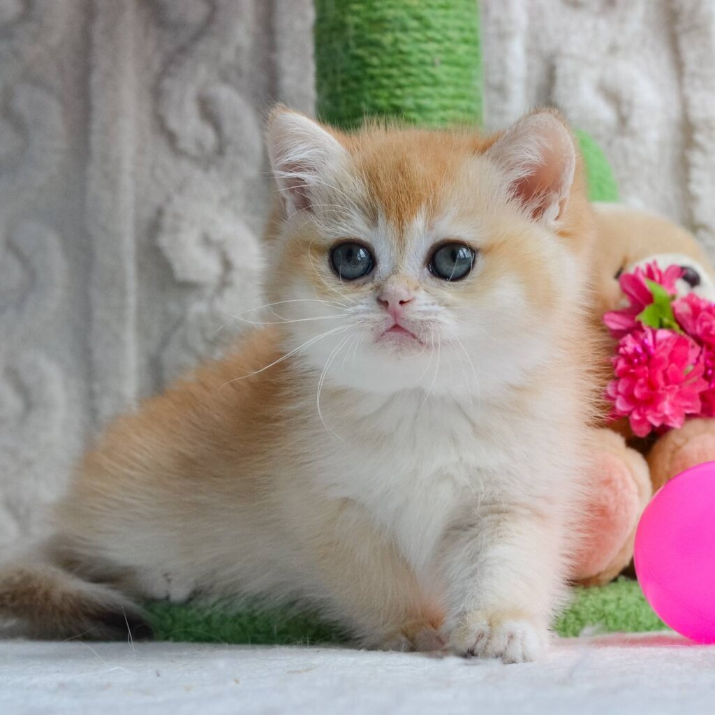 Zarie British Shorthair Female (Available) $2750