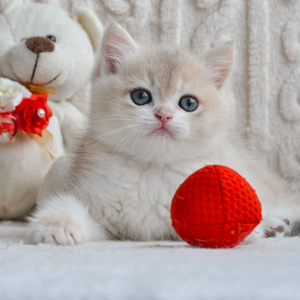 Zephir British Shorthair Male (Available ) $2800