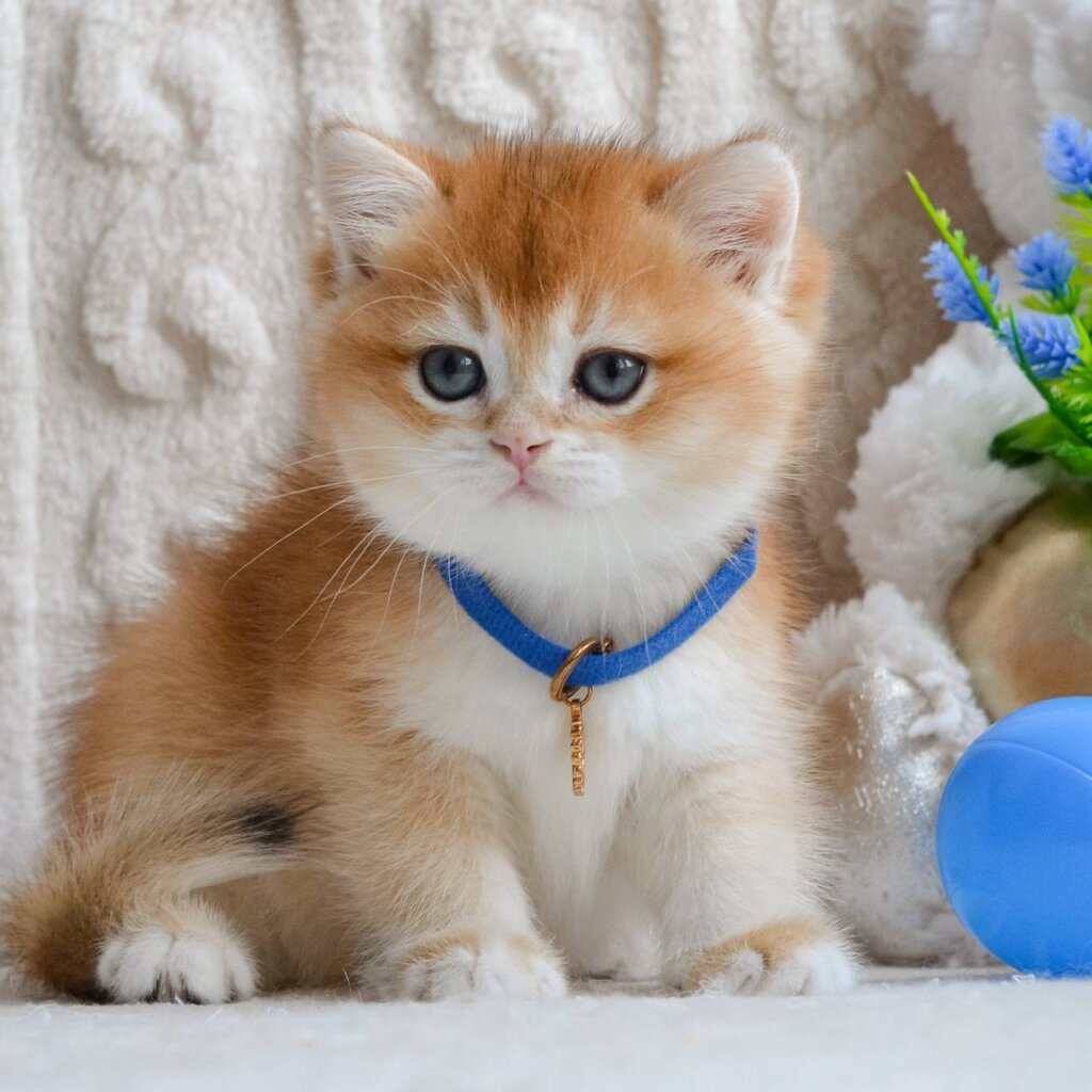 Zumi British Shorthair Male (Available) $2700