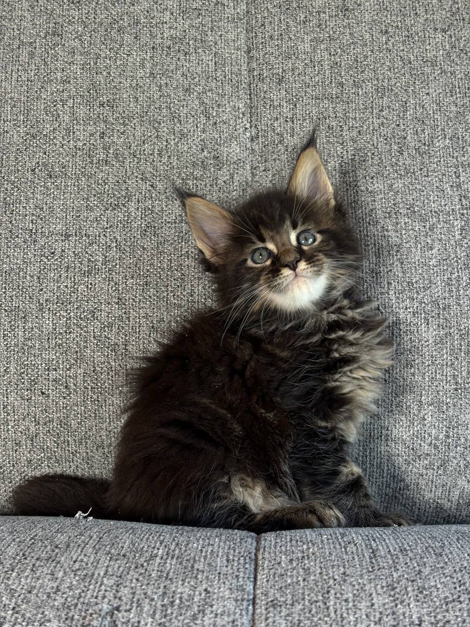Jovan Maine Coon Male (Available) $2900