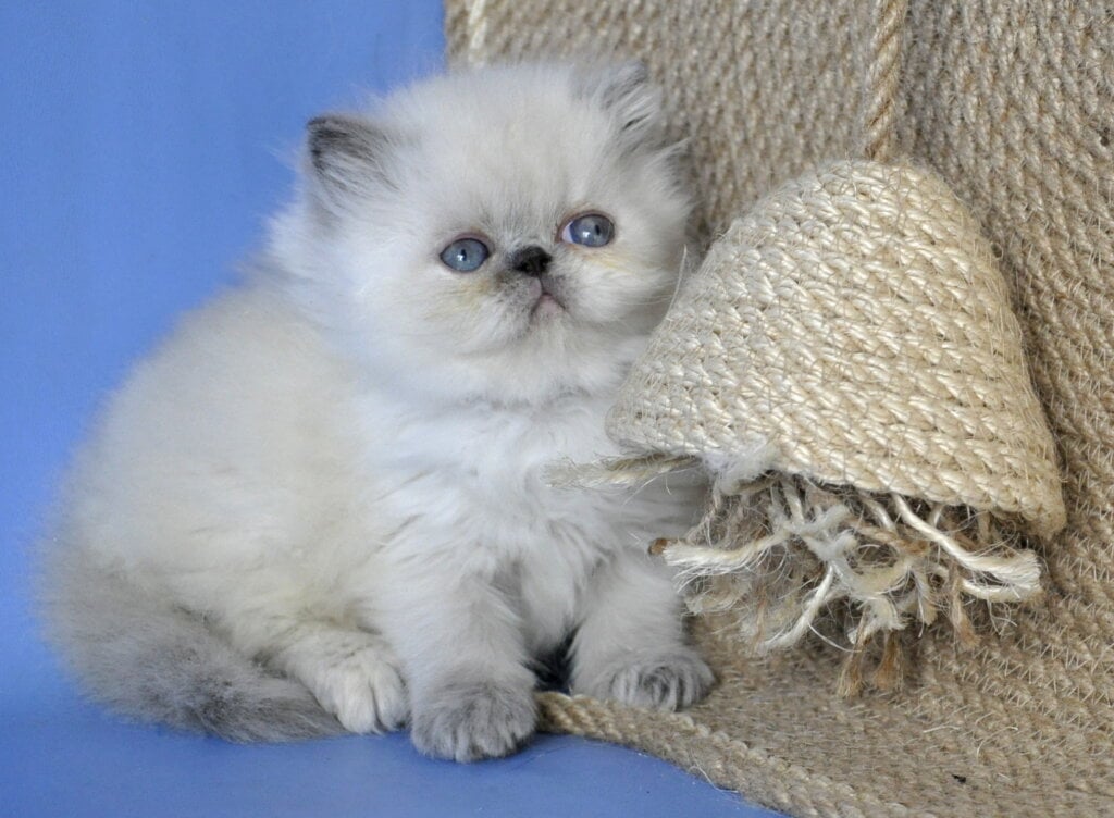 Asija Persian Female (Available) $2800