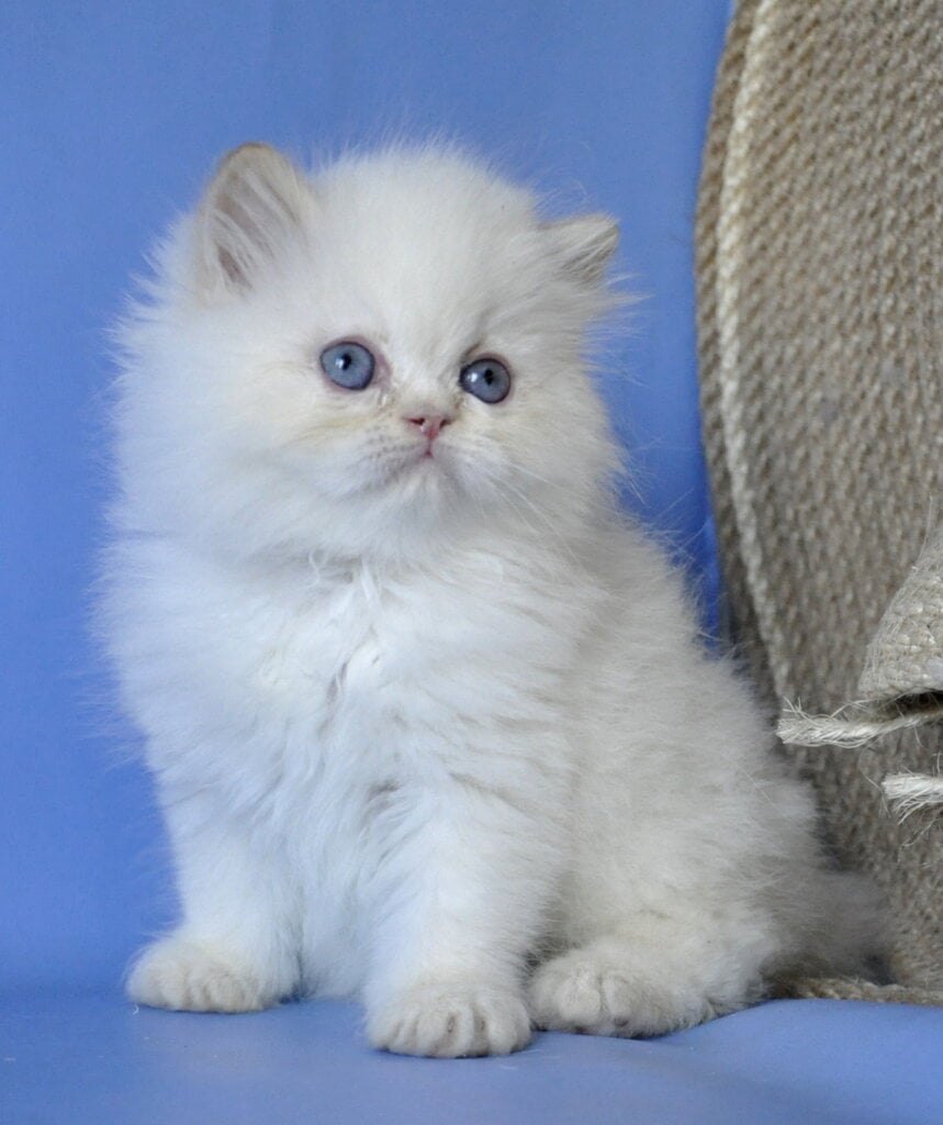 Alex Persian Male (Available) $2600