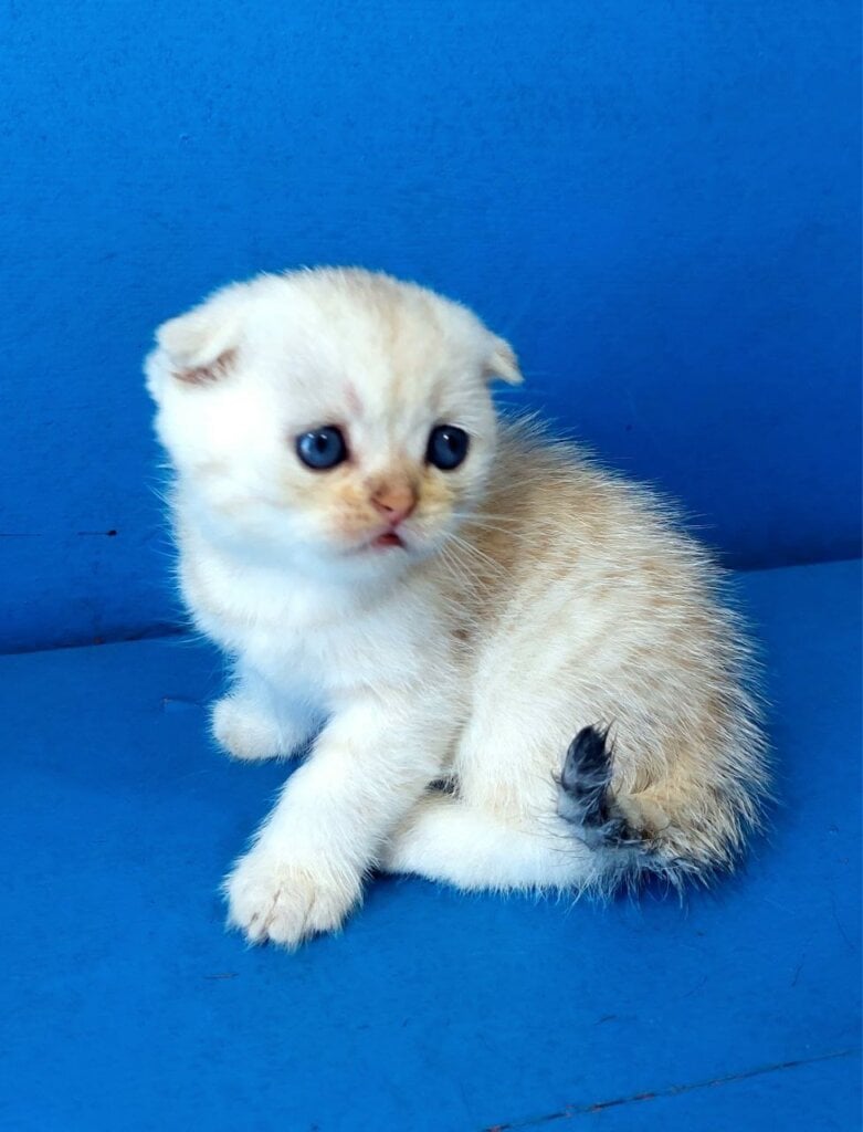 Jeremy Scottish Fold  Male (Available) $2550