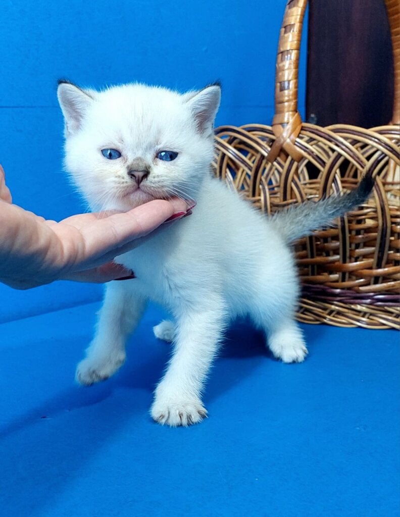Iris Scottish Straight Male (Available) $2550