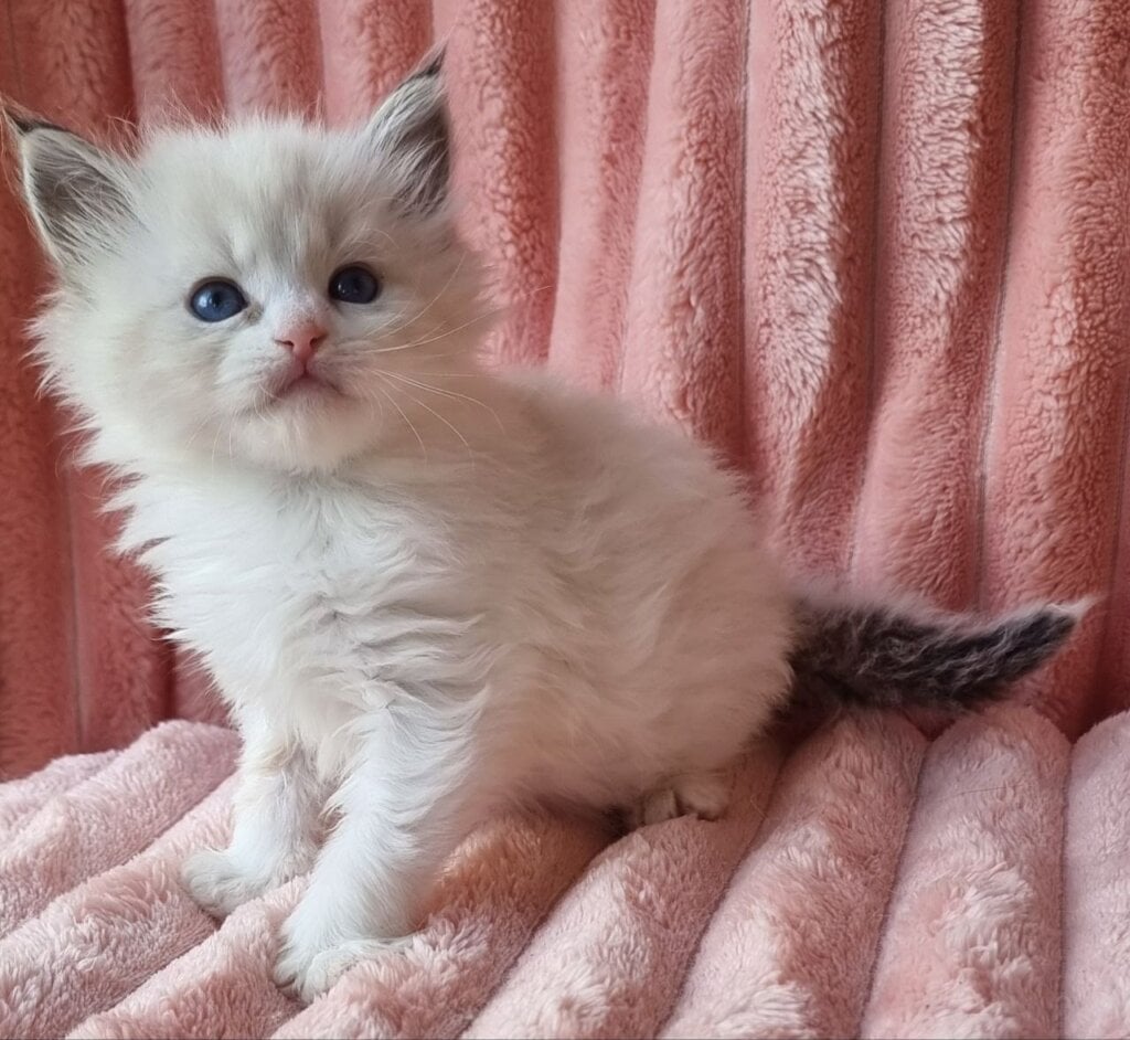 Ornetta Siberian Female (Available) $3050