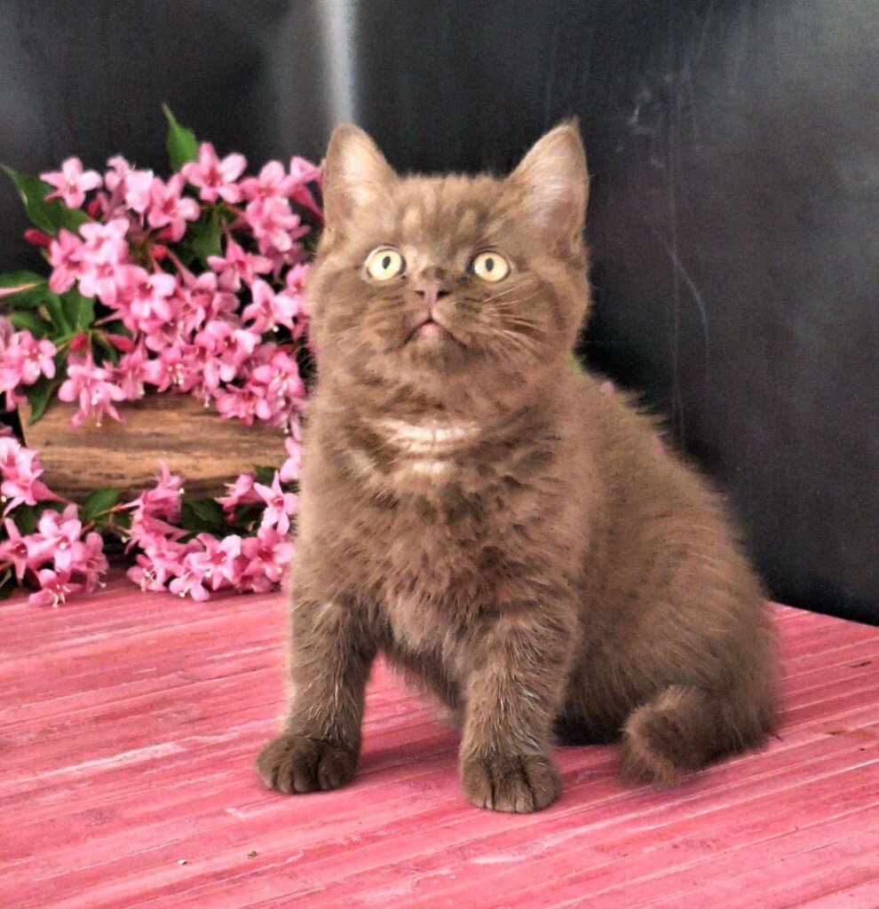Prado British Shorthair Male (Available) $3100