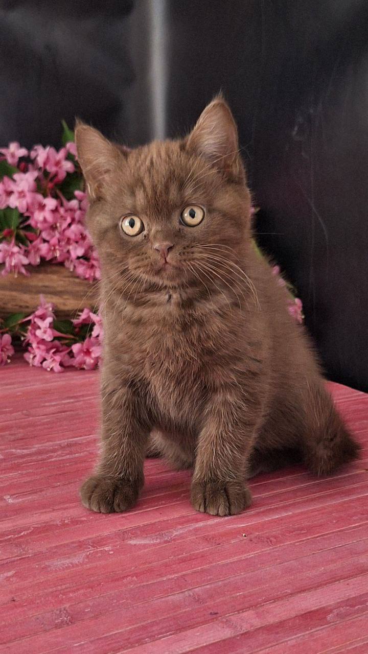 Prado British Shorthair Male (Available) $3100
