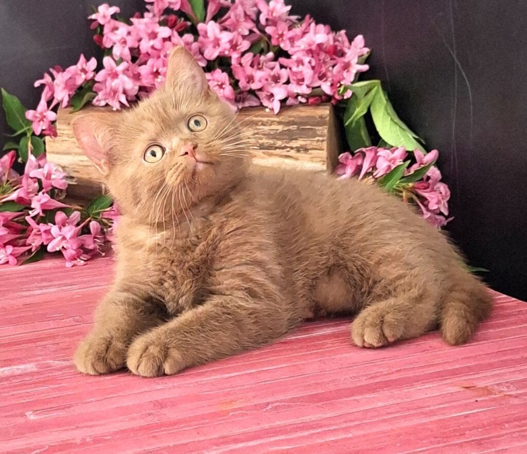 Patrik British Shorthair Male (Available) $3300