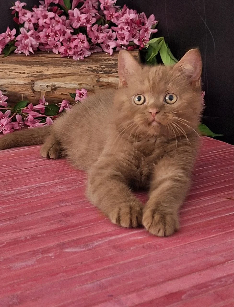 Patrik British Shorthair Male (Available) $3300