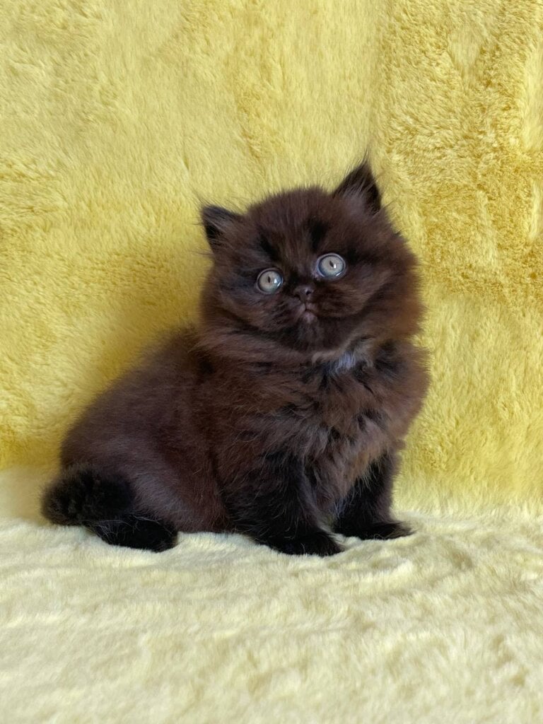 Zedan British Longhair Male (Available) $3000