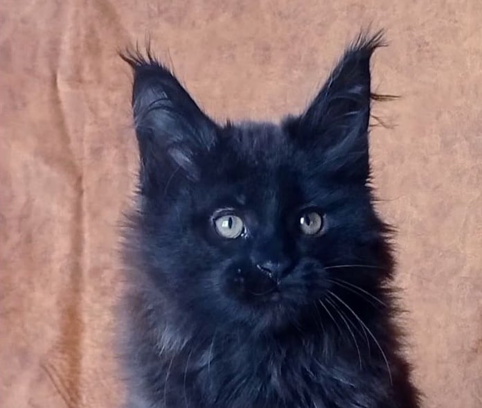 Una Maine Coon Female (Available) $2800