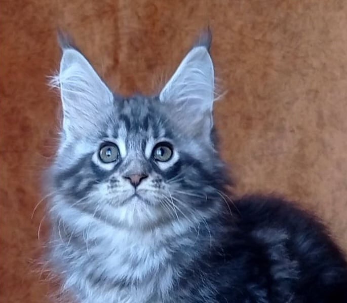 Urania Maine Coon  Female (Available) $2700