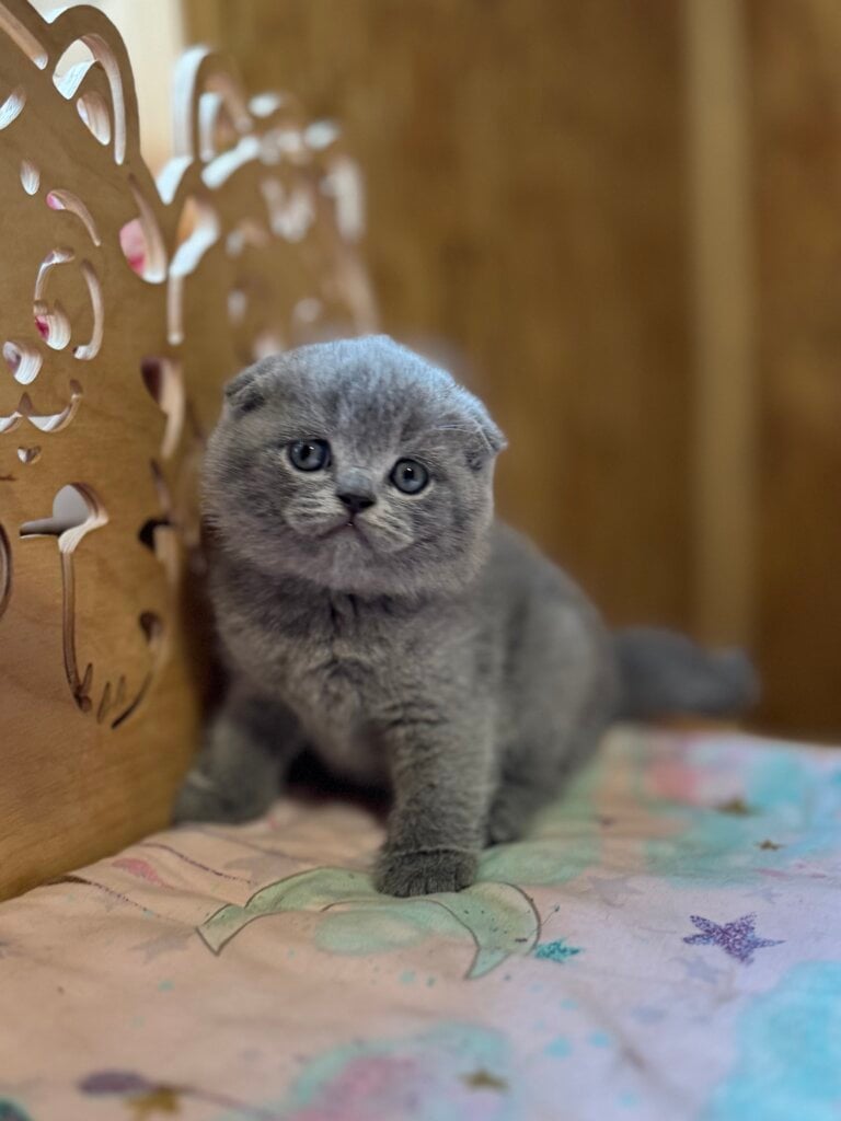Zakhar Scottish Fold  Male (Available) $2600