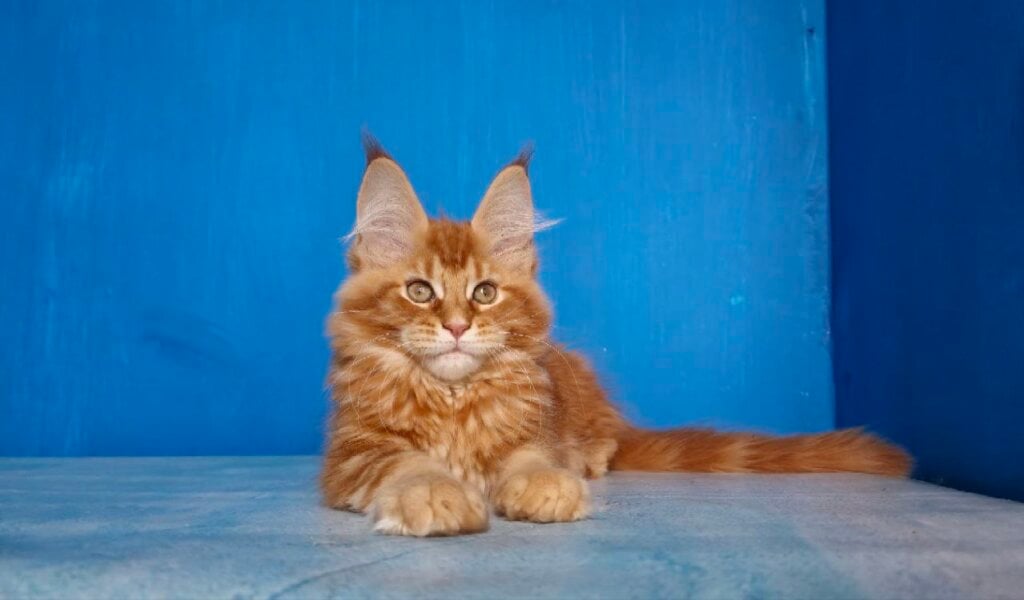 Fireball Maine Coon  Male (Available) $2850